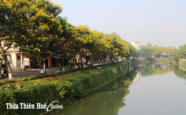 Sắc điệp vàng trên phố