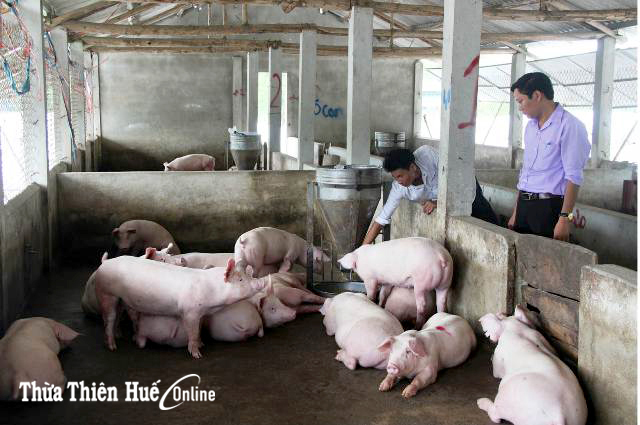 Giá lợn hơi vẫn ở mức cao