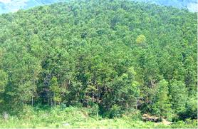 Bắt nhóm cưỡng đoạt đốt cháy 3 ha rừng trồng và lấy 20 triệu đồng