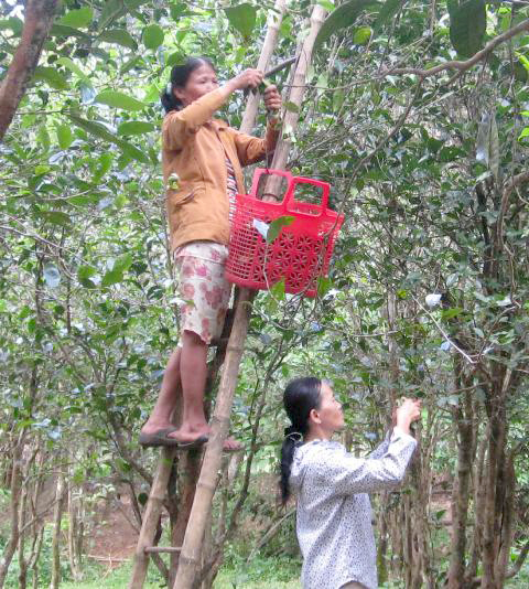 Nhiều điển hình hay