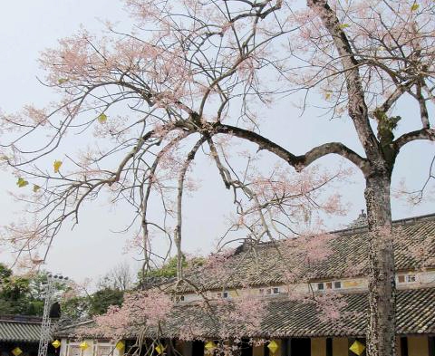 Gấm hoa mùa hạ