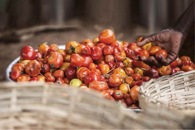 LHQ công bố tiêu chuẩn đánh giá mức độ lãng phí lương thực