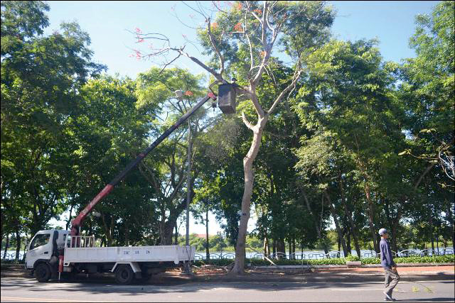 Cắt tỉa, hạ độ cao đồng loạt nhiều cây phượng vỹ