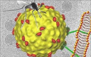 Dấu hiệu viêm não dễ bị bỏ qua