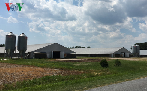 Người Việt nuôi gà quy mô lớn kiểu Mỹ trên đất Mỹ Không rẻ mới lạ