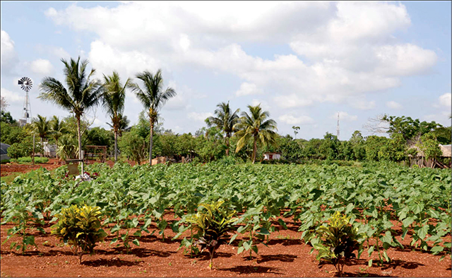LHQ Vùng Caribbean cần tăng cường nỗ lực để ứng phó hạn hán