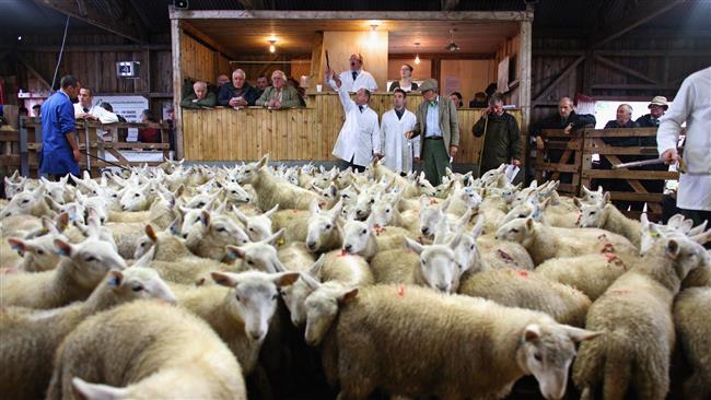 Hậu Brexit, giá thực phẩm ở Anh có thể gia tăng