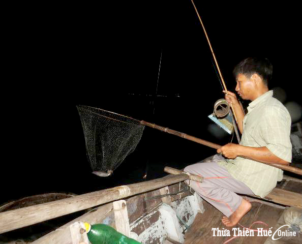 “Săn” mực cơm