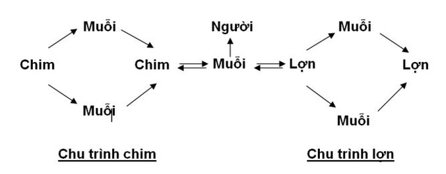 Cục Y tế dự phòng bác thông tin viêm não Nhật Bản do ăn vải
