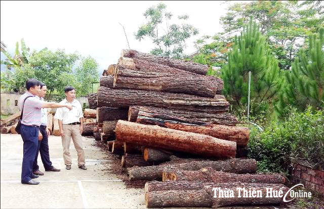 Hương Thọ Bất lực trong quản lý, bảo vệ rừng thông thuộc dự án Pam 2780