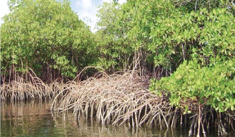 UNESCO kêu gọi bảo vệ các hệ sinh thái rừng ngập mặn