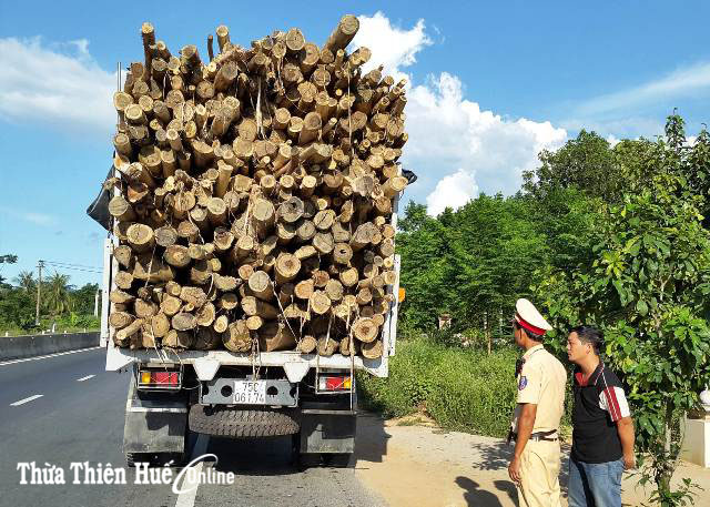 Không để xe chở keo tràm “làm xiếc” trên đường