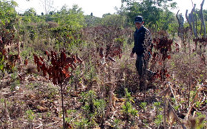 Bảo hiểm nông nghiệp Thu ít hơn chi khiến doanh nghiệp lỗ lớn