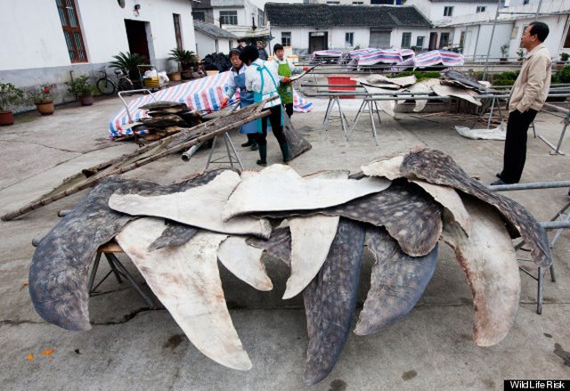 Dầu mỏ không phải là thứ được thèm khát nhất ở Biển Đông