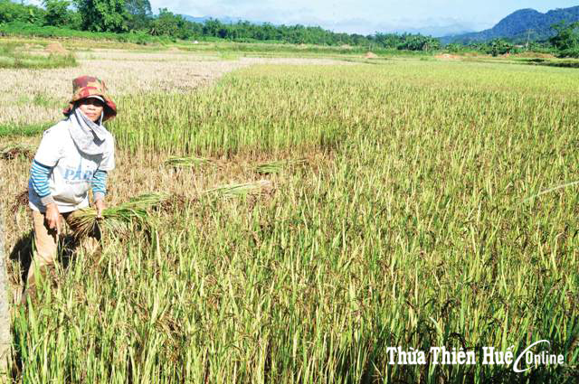 Hạt nếp lưng chừng núi