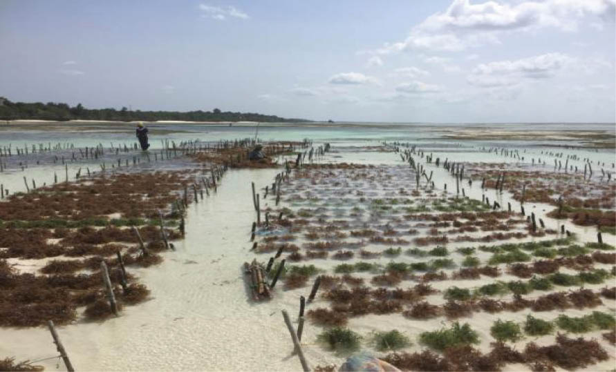 LHQ Cần có “quy định xanh” cho ngành nuôi trồng rong biển