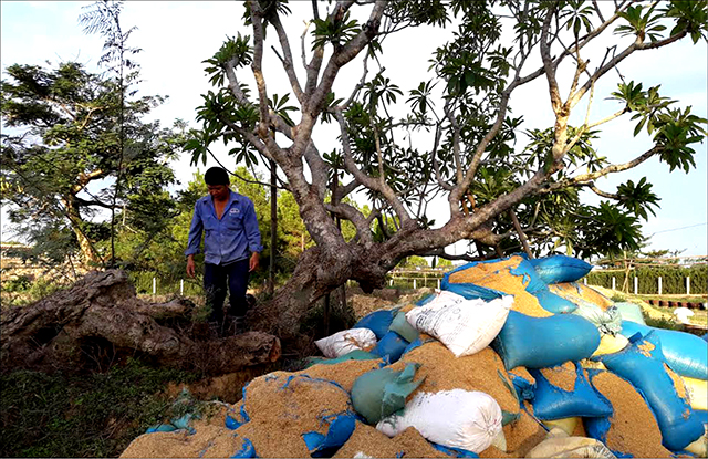 Quy hoạch, chỉnh trang cây xanh - việc làm thường quy để tôn tạo di sản