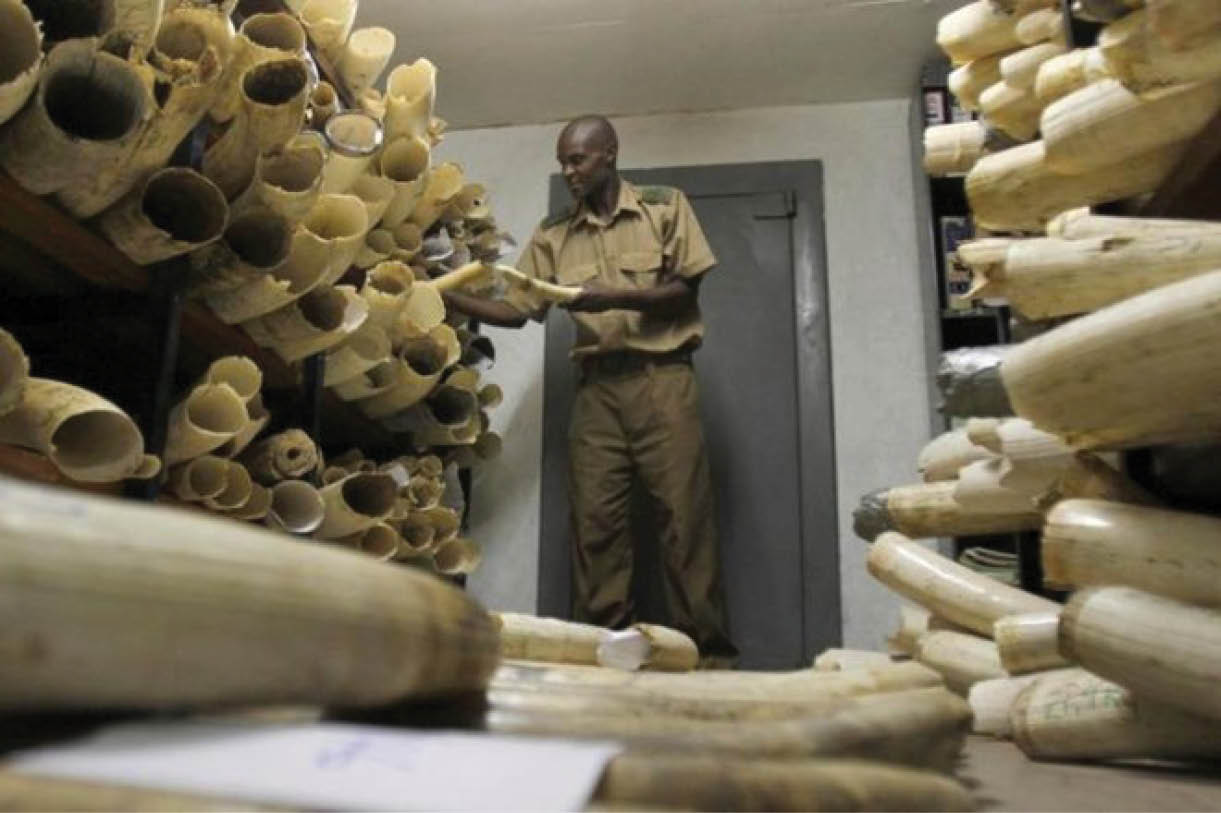 Thế giới kêu gọi các nước đóng cửa thị trường ngà voi nội địa