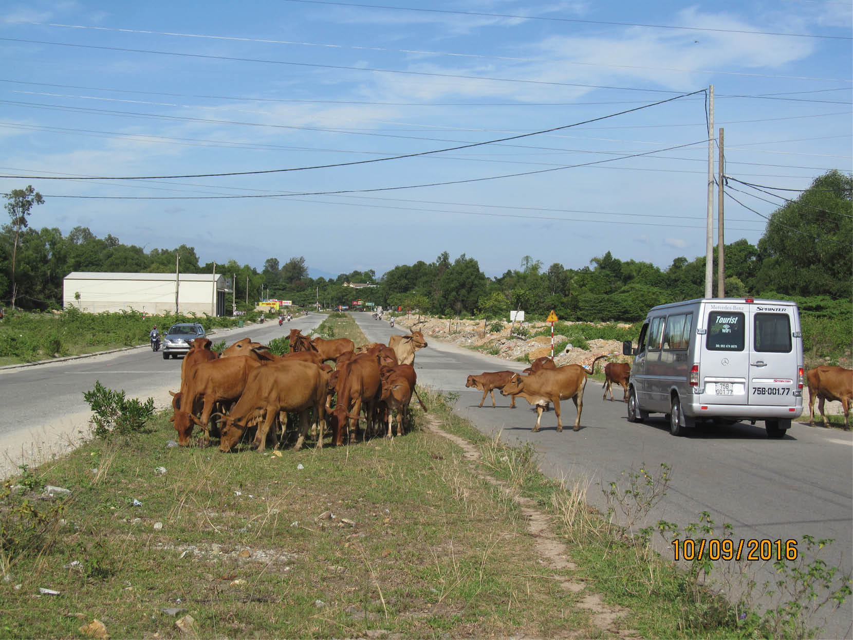 Bò rông gây họa