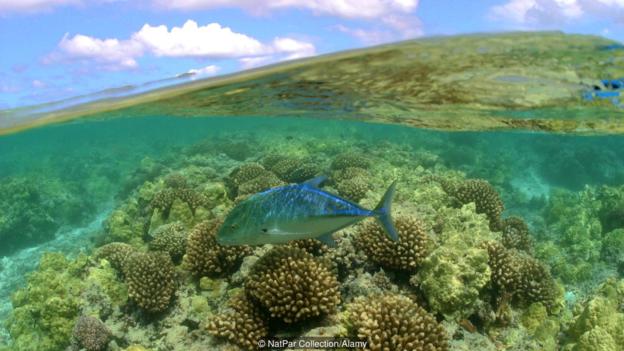 Kho báu chưa được khám phá ở Hawaii