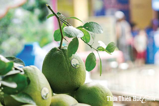 Vấn vít thanh trà