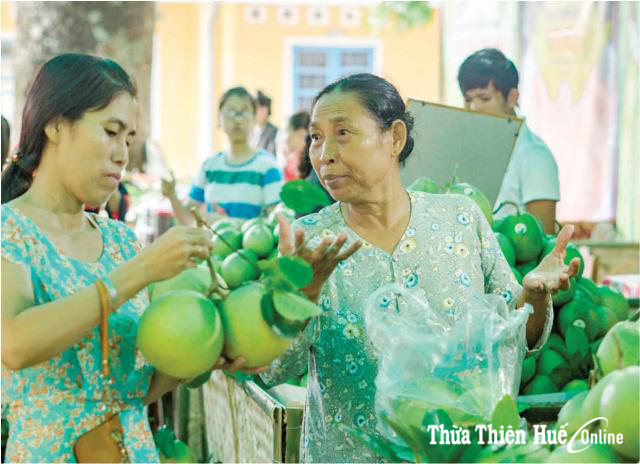 Viết nhân mùa thanh trà