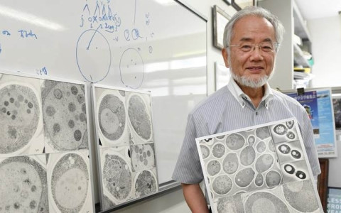 Nobel Y tế 2016 mở ra cơ hội chữa trị ung thư