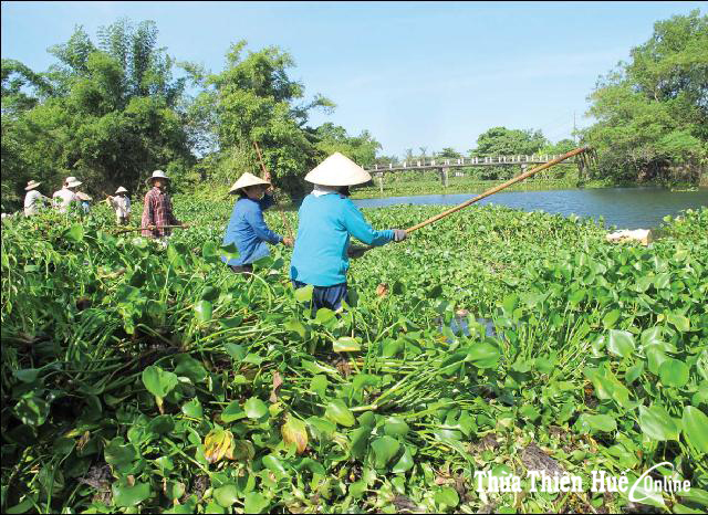 Sông đã sạch bèo