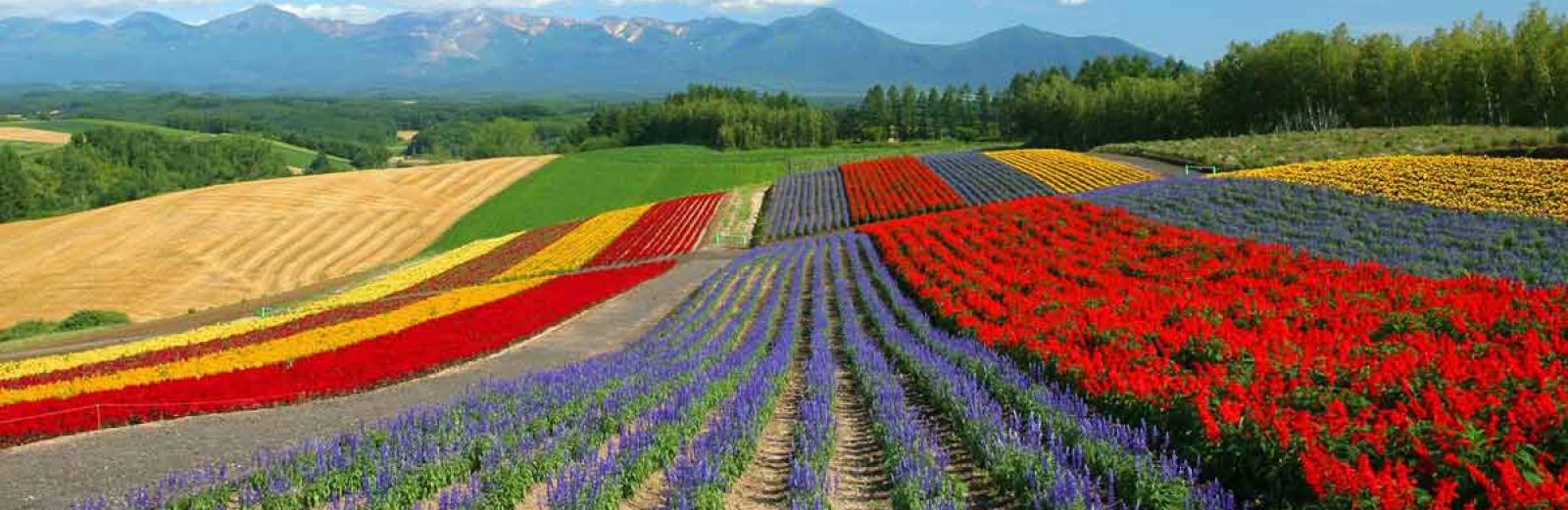 4 địa điểm thú vị “phải đến” ở Hokkaido, Nhật Bản