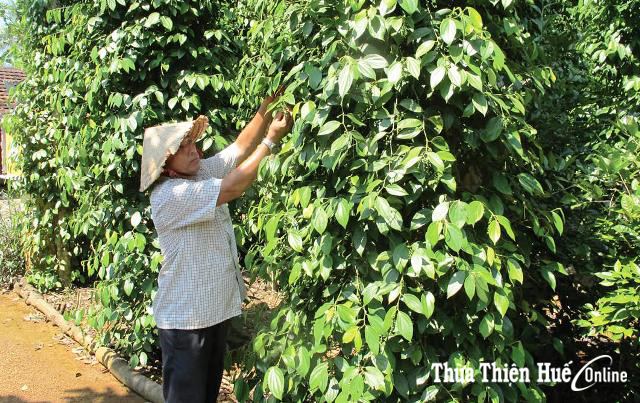 Đất lành Lộc Hòa