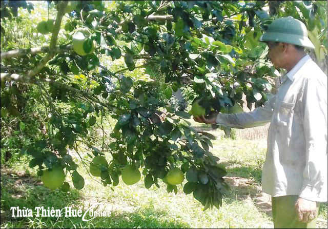 Phát triển vùng chuyên canh cây thanh trà Phong Thu