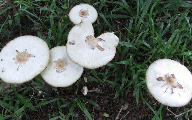 Cẩn thận với nấm