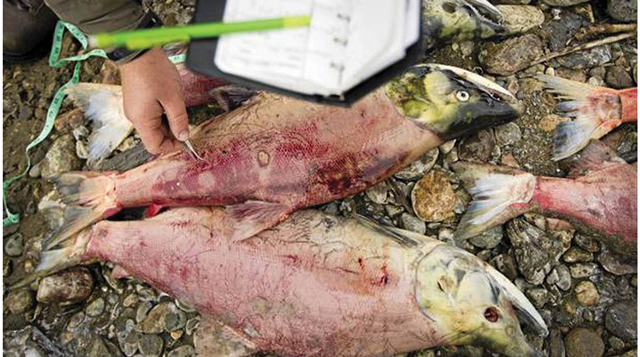 Ngành xuất khẩu Na Uy tổn thất lớn do cá hồi nhiễm virus ISA