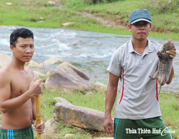 Săn dúi đại ngàn