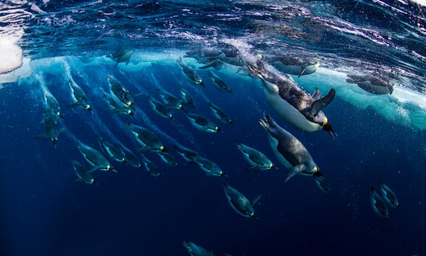 Khu bảo tồn biển lớn nhất thế giới được thành lập tại Nam Cực