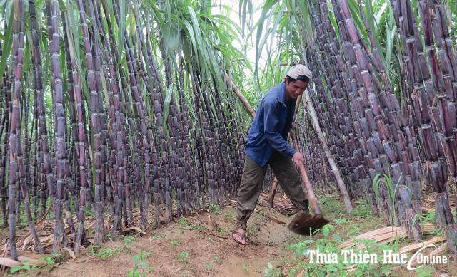 Ở đâu cũng có thể lập nghiệp làm giàu