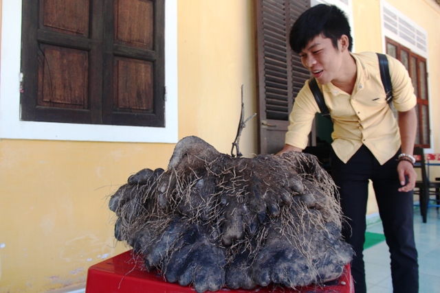 Người dân đào được củ khoai tía nặng 23kg