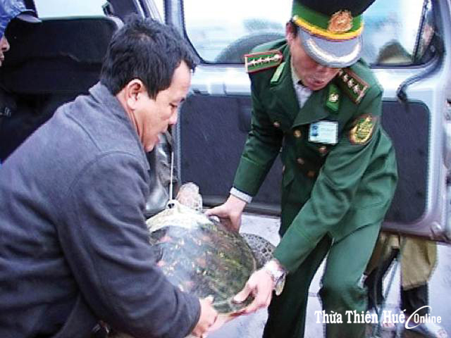Cứu hộ rùa biển