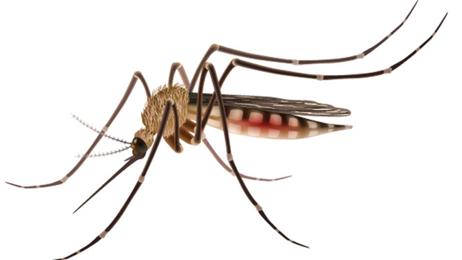 Những thủ phạm gây dị tật đầu nhỏ ở thai nhi Làm sao phát hiện và dự phòng