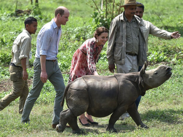 Hoàng tử William và nỗ lực giải cứu động vật hoang dã