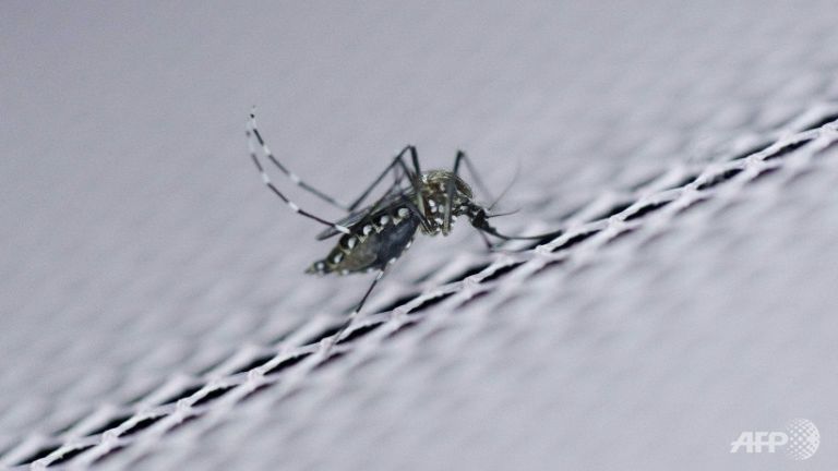 WHO Zika không còn là tình trạng y tế khẩn cấp toàn cầu
