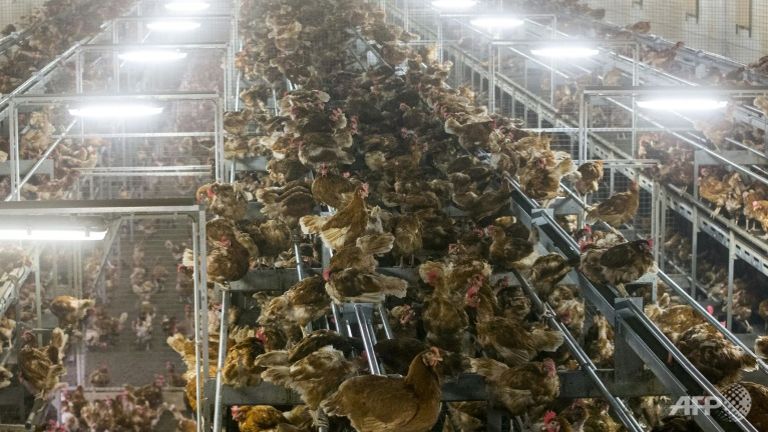 Thêm Thụy Điển và Ấn Độ bùng phát dịch cúm gia cầm