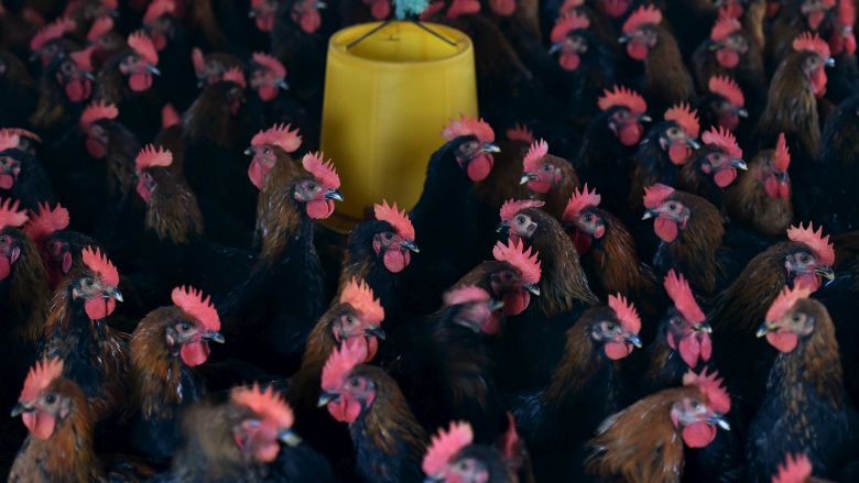 Đức phát hiện ổ cúm gia cầm H5N1 đầu tiên