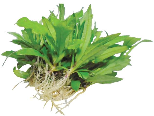 Rau lẻ chiều đông