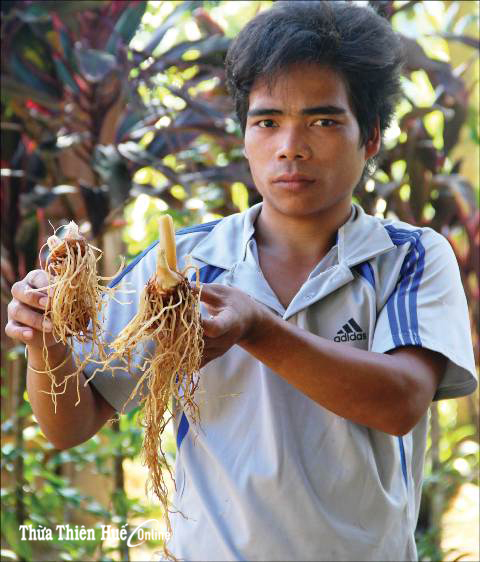 “Săn” sâm bảy lá