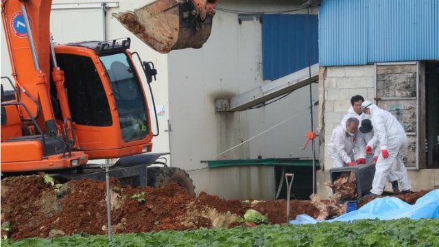 Hàn Quốc ban hành cảnh báo cao nhất về dịch cúm gia cầm