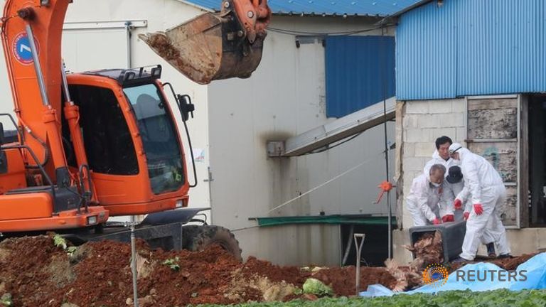 Hàn Quốc huy động quân đội tiêu hủy gia cầm nhiễm cúm