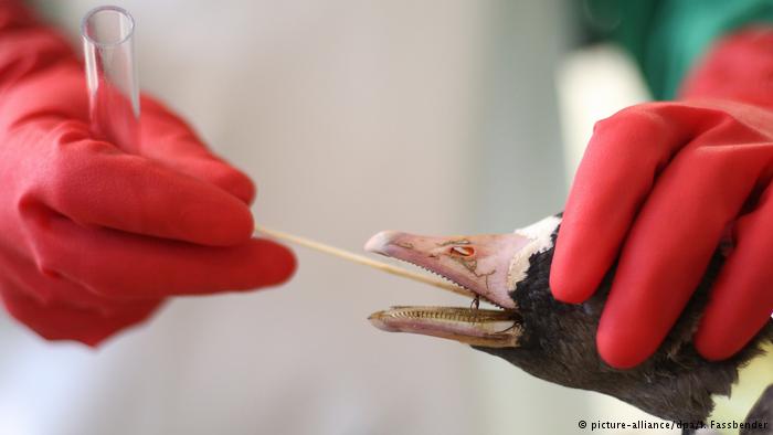 Đức tiêu hủy 16 000 con gà do cúm gia cầm