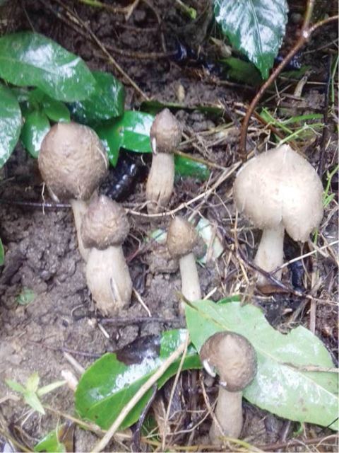 Bánh lọc nấm mối Hồn quê  nơi đầu lưỡi