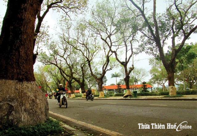 Thăm cây dã hương ngàn năm ở Tiên Lục Thấy đất Huế thiệt độc đáo